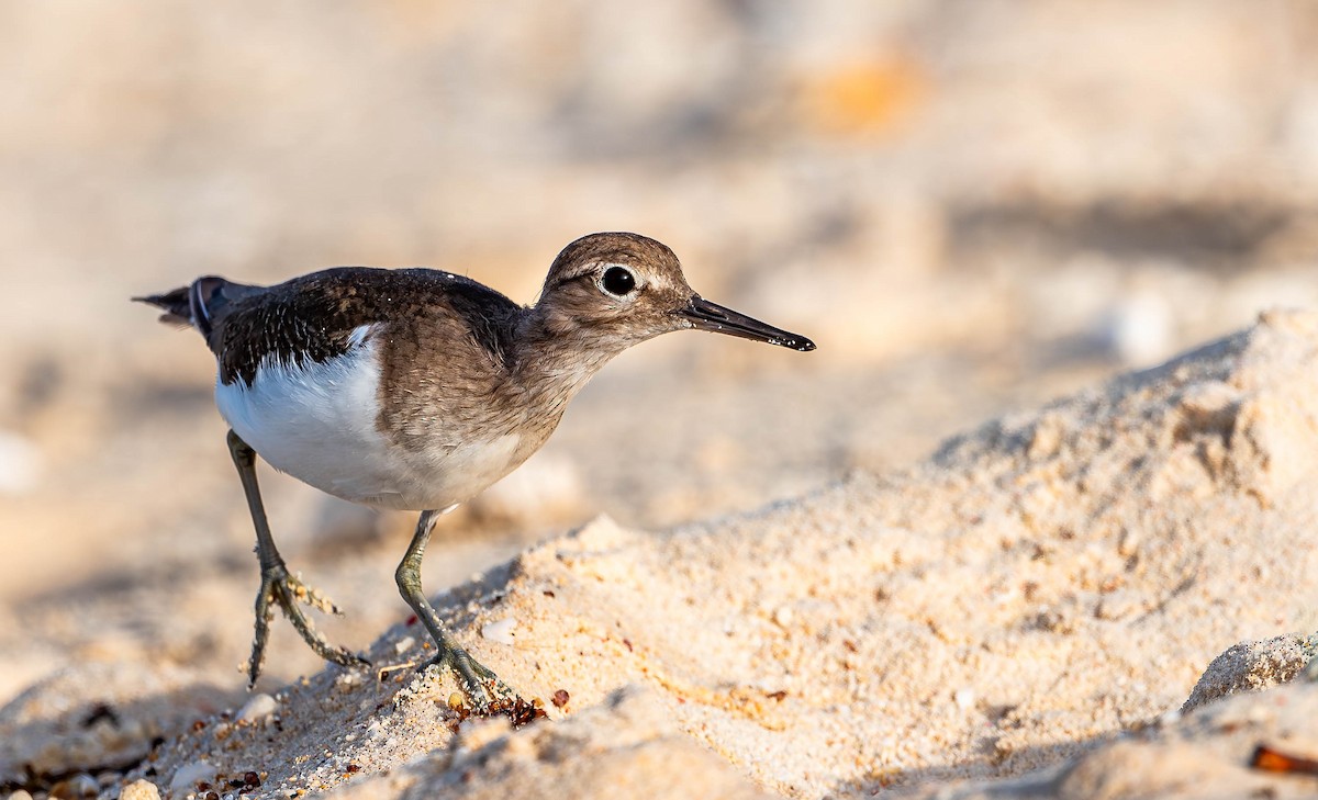 Common Sandpiper - ML619699964