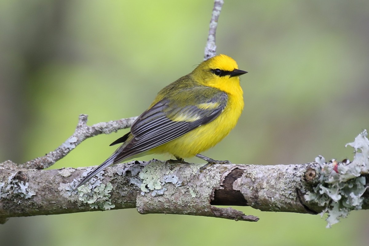 Golden-winged x Blue-winged Warbler (hybrid) - ML619699971