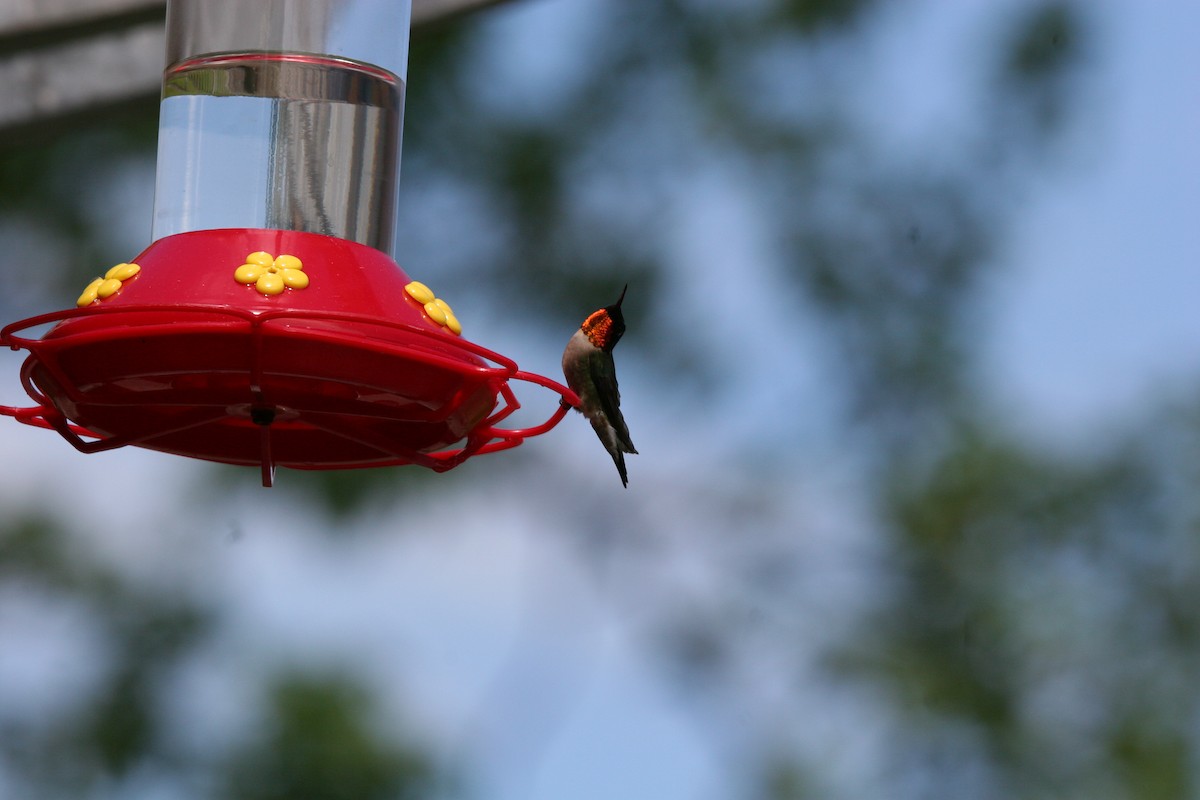 Ruby-throated Hummingbird - ML619699986