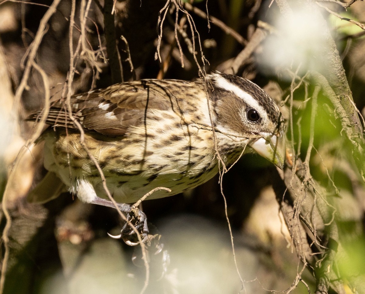 Rose-breasted Grosbeak - ML619699990