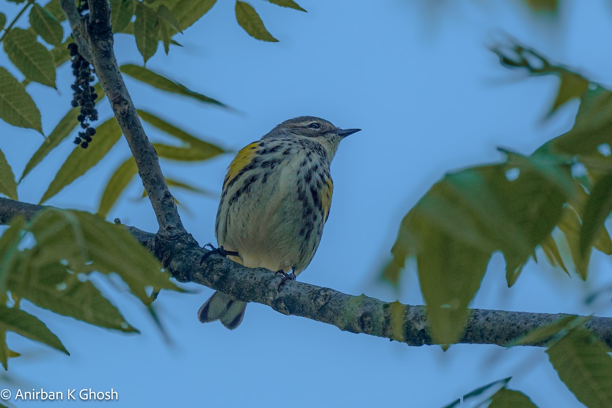 Yellow-rumped Warbler - ML619699994