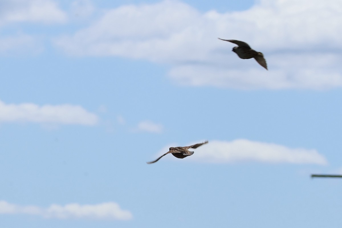 Northern Bobwhite - ML619700002