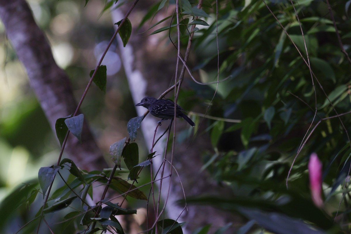 Black-crowned Antshrike - ML619700004