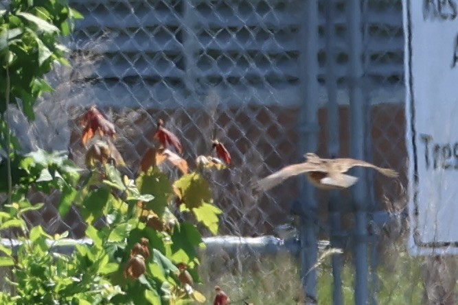 Northern Bobwhite - ML619700012