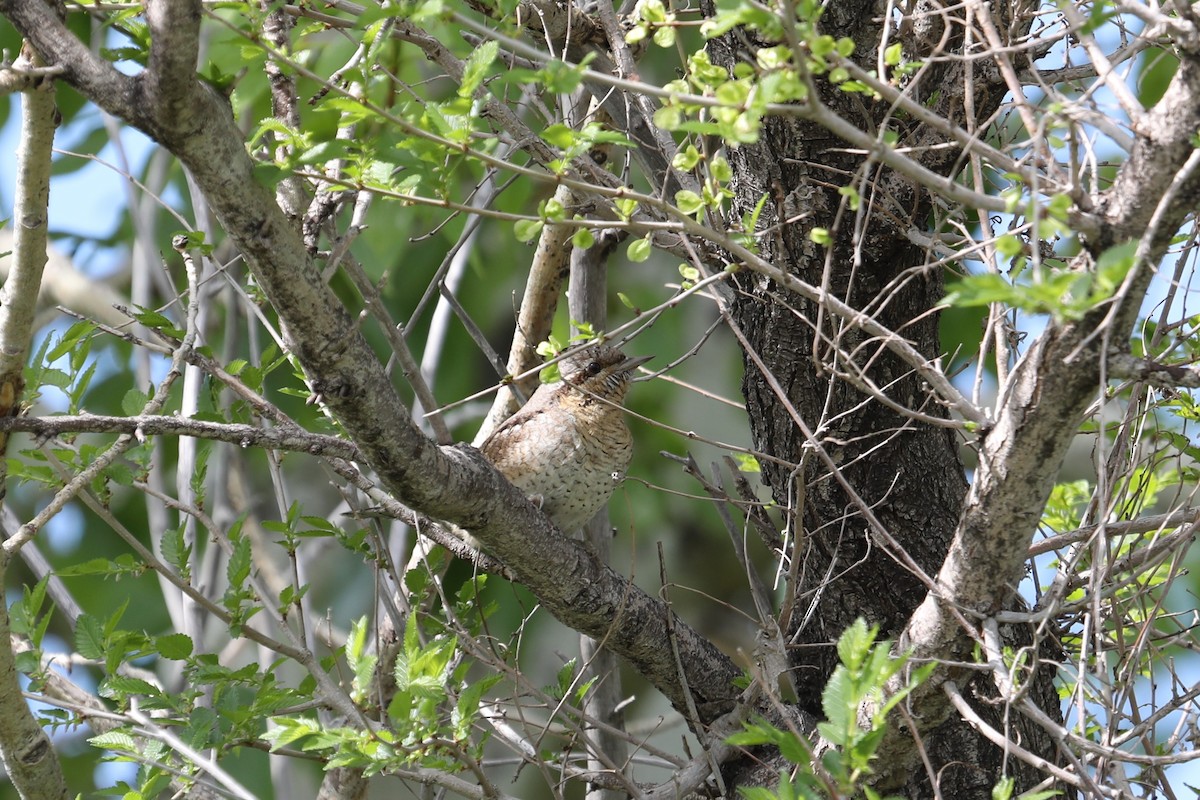 Eurasian Wryneck - ML619700016