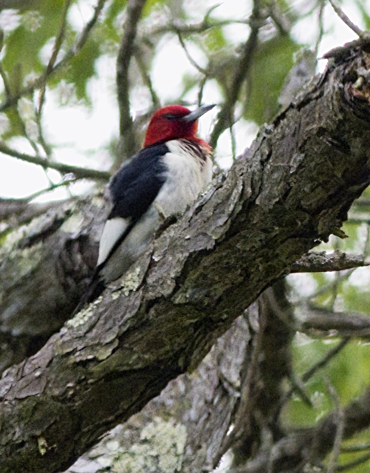 Red-headed Woodpecker - ML619700051