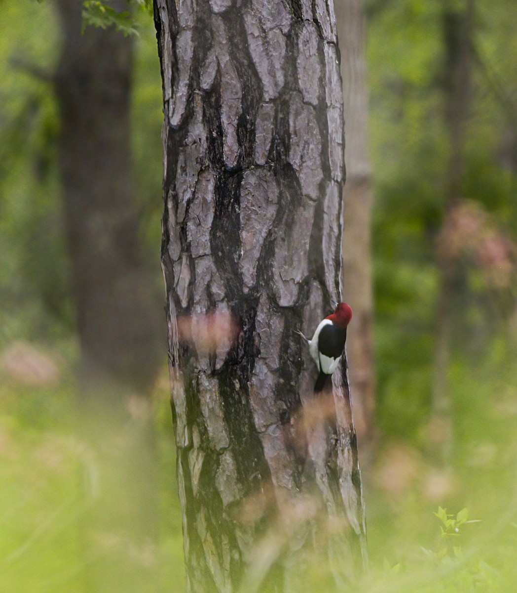Red-headed Woodpecker - ML619700055