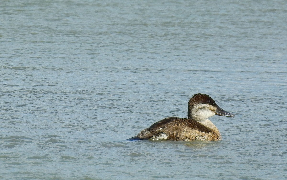 Ruddy Duck - ML619700056