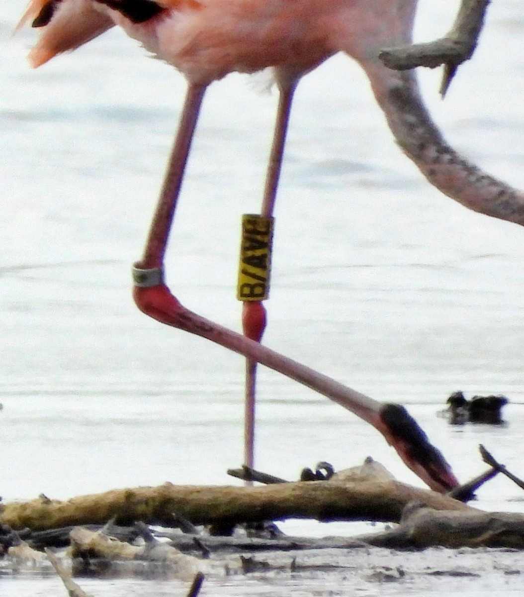 Amerika Flamingosu - ML619700097