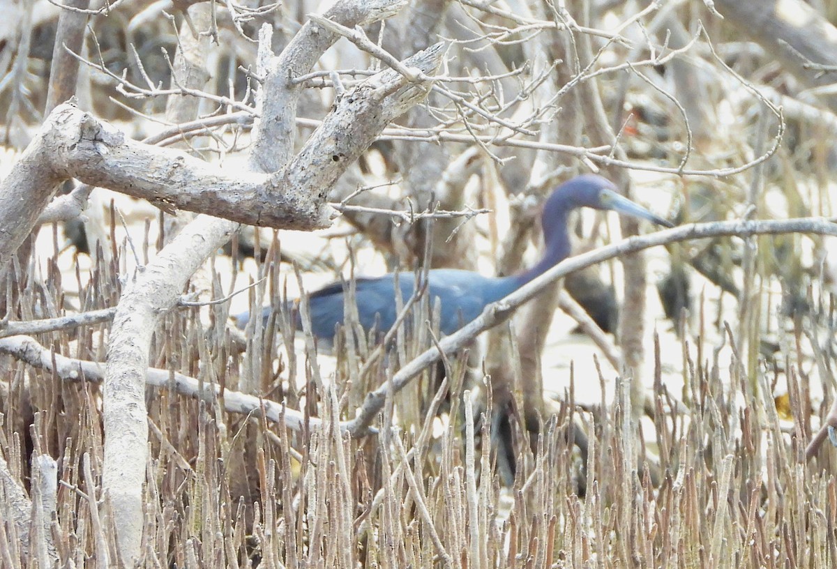 Little Blue Heron - ML619700113