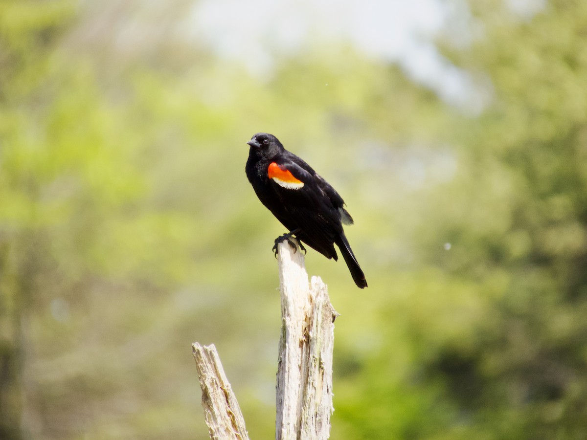 Red-winged Blackbird - ML619700122