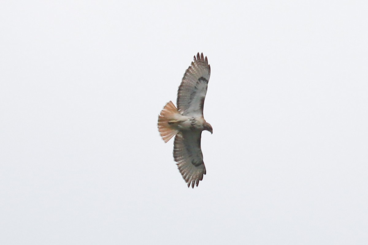 Red-tailed Hawk - ML619700158