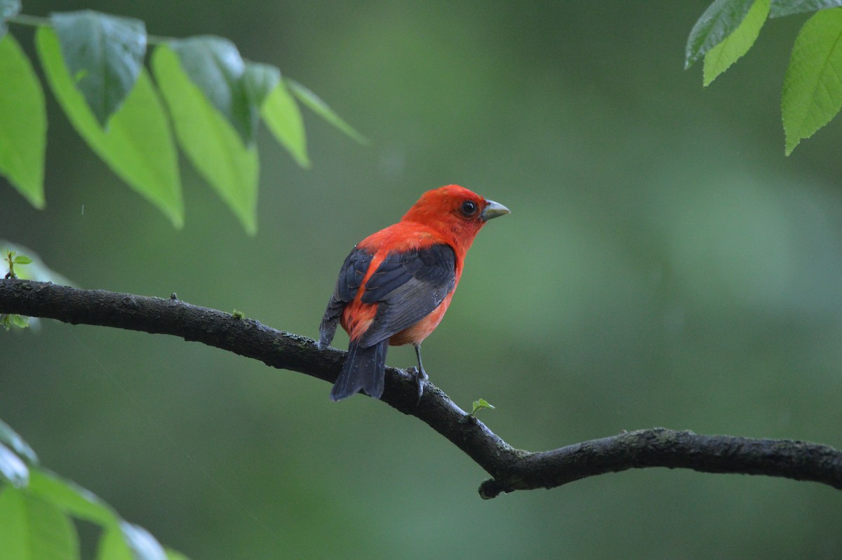 Scarlet Tanager - ML619700164