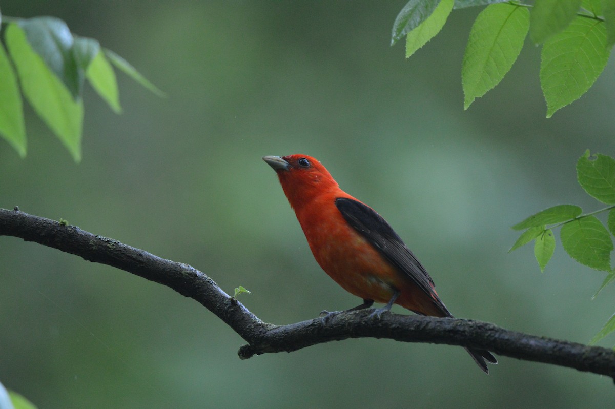 Scarlet Tanager - ML619700165