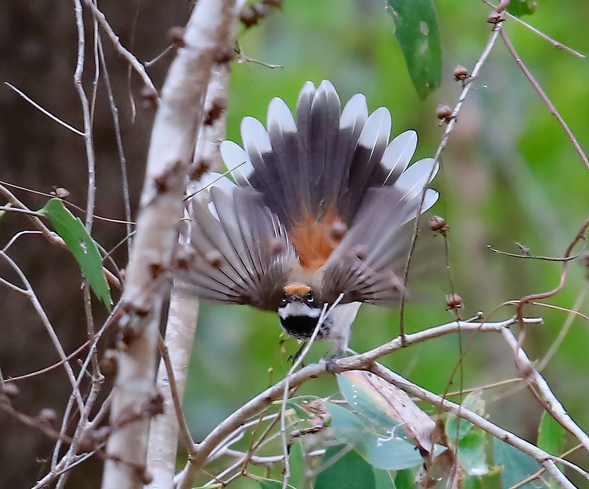 Arafura Fantail - ML619700176