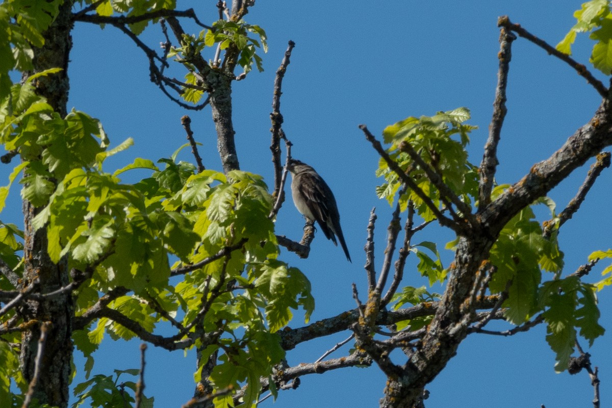 Western Wood-Pewee - ML619700180