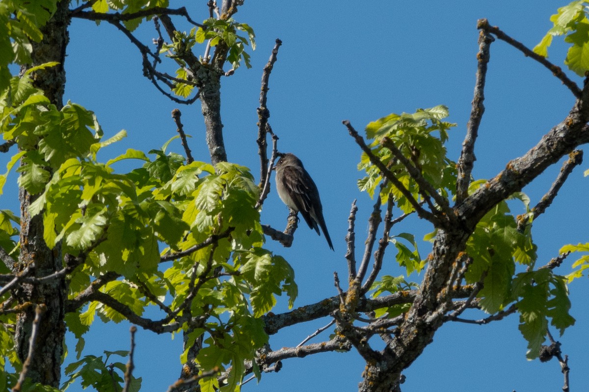 Western Wood-Pewee - ML619700181