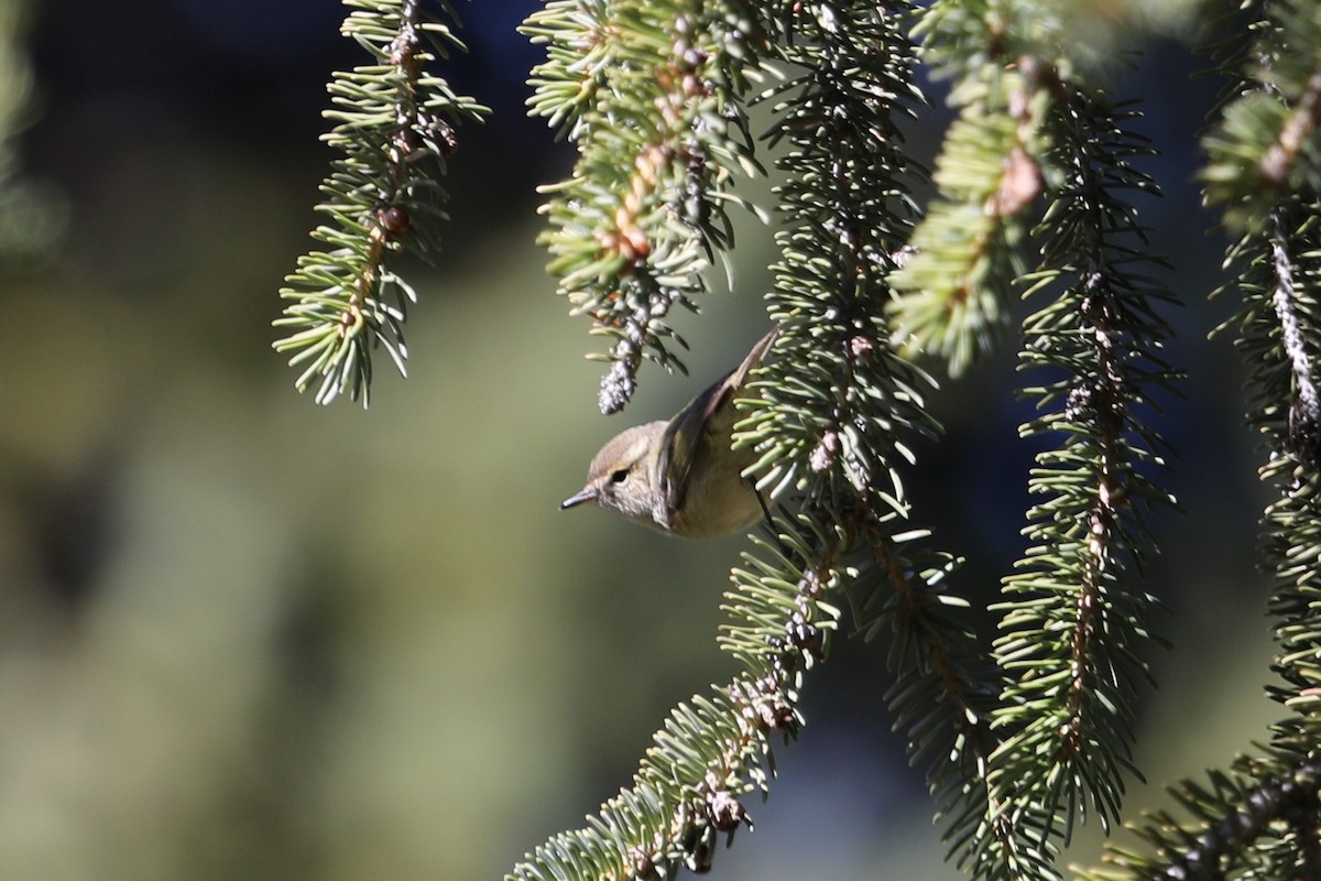 Hume's Warbler - ML619700222