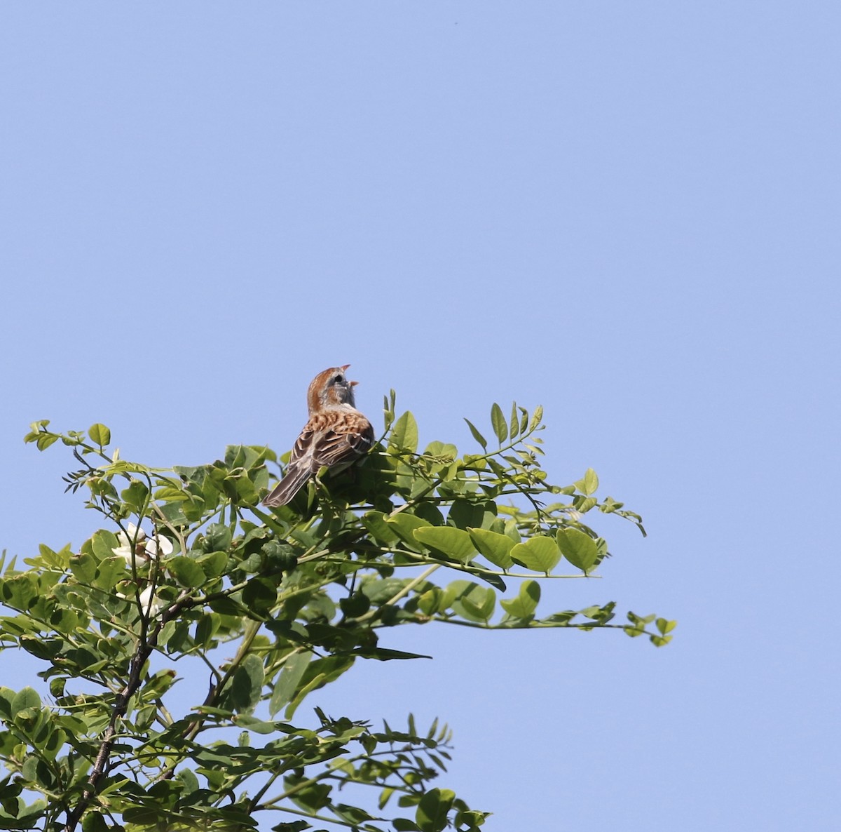 Field Sparrow - ML619700246
