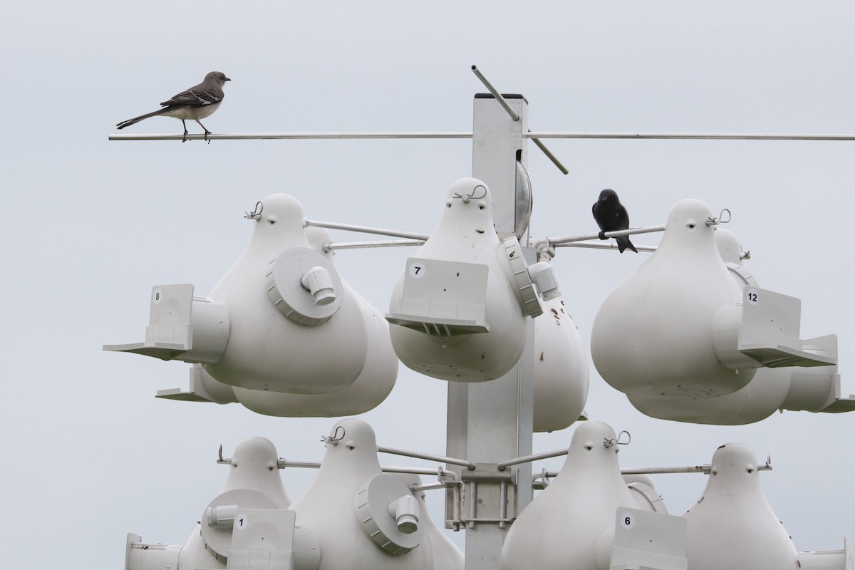 Northern Mockingbird - ML619700257