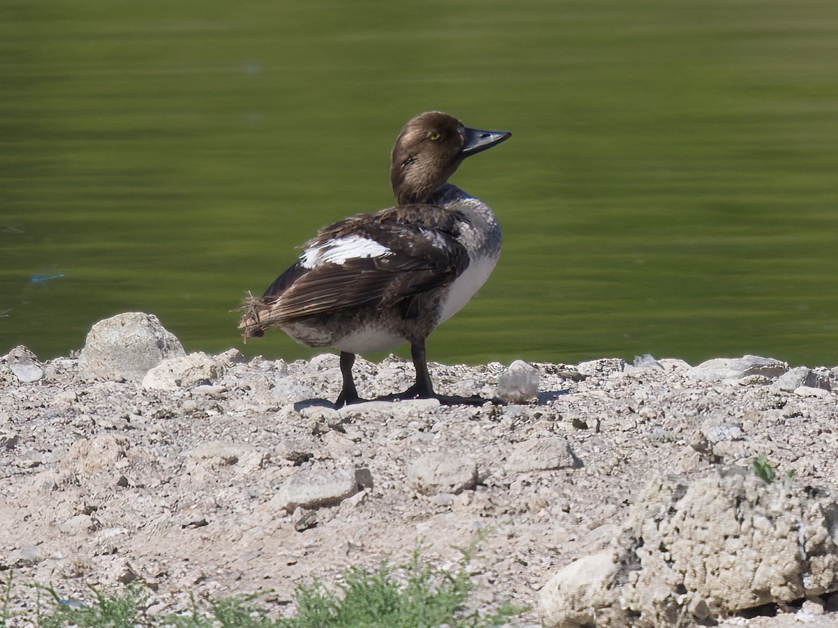 Common Goldeneye - ML619700270