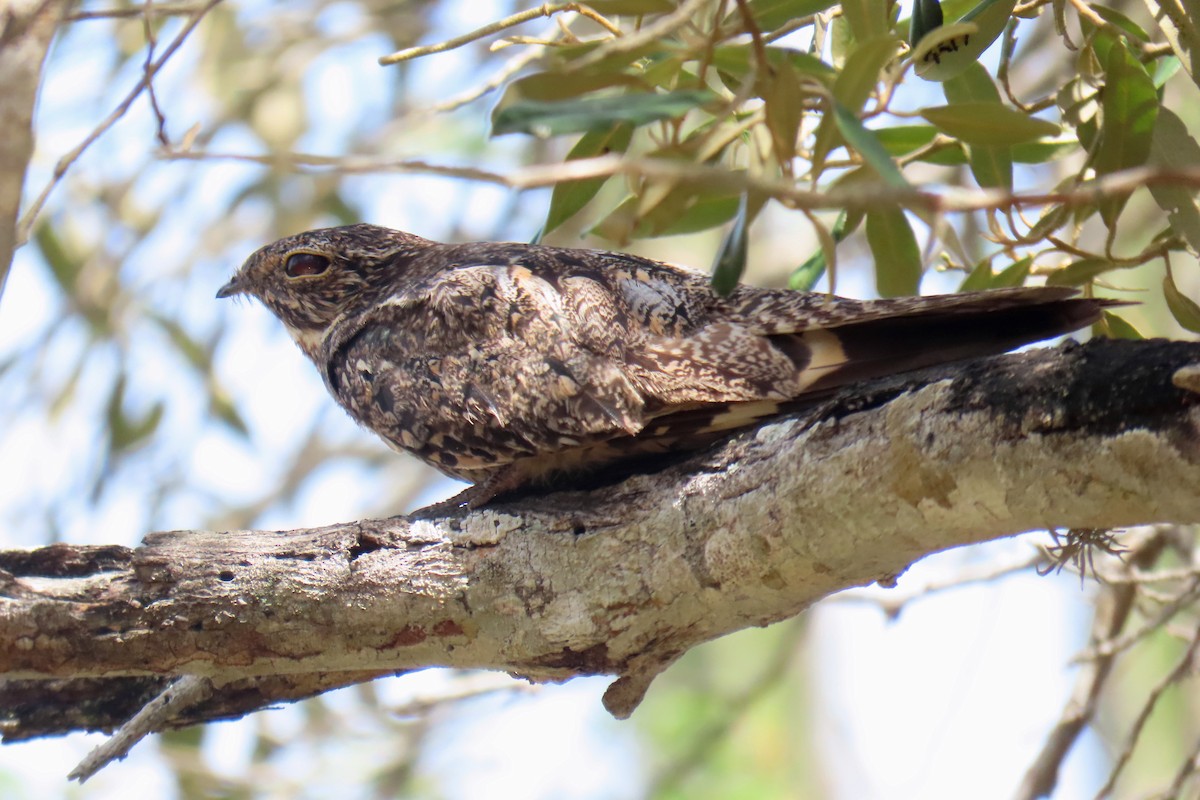 Lesser Nighthawk - ML619700278