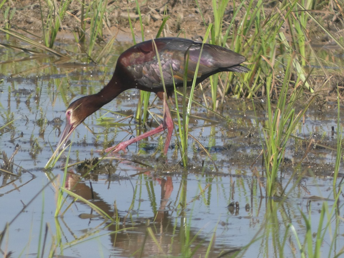 ibis americký - ML619700293