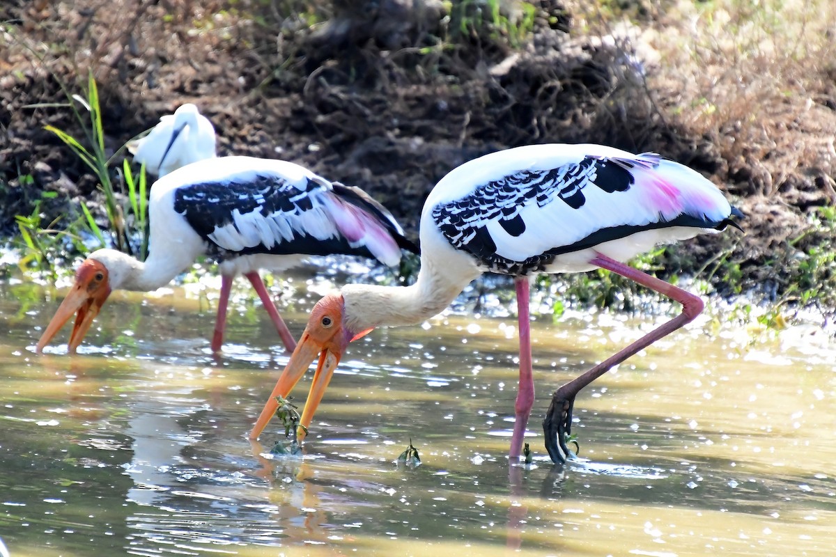 Painted Stork - ML619700305