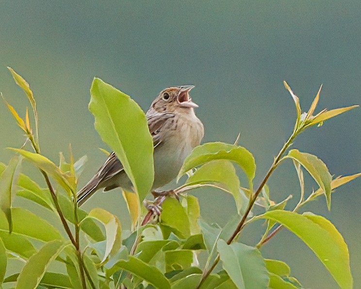 Grasshopper Sparrow - ML619700326
