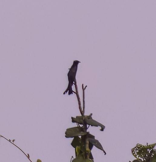 Square-tailed Drongo-Cuckoo - ML619700329