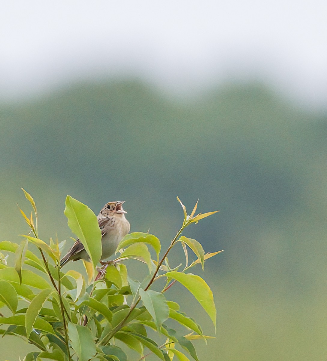 Grasshopper Sparrow - ML619700331