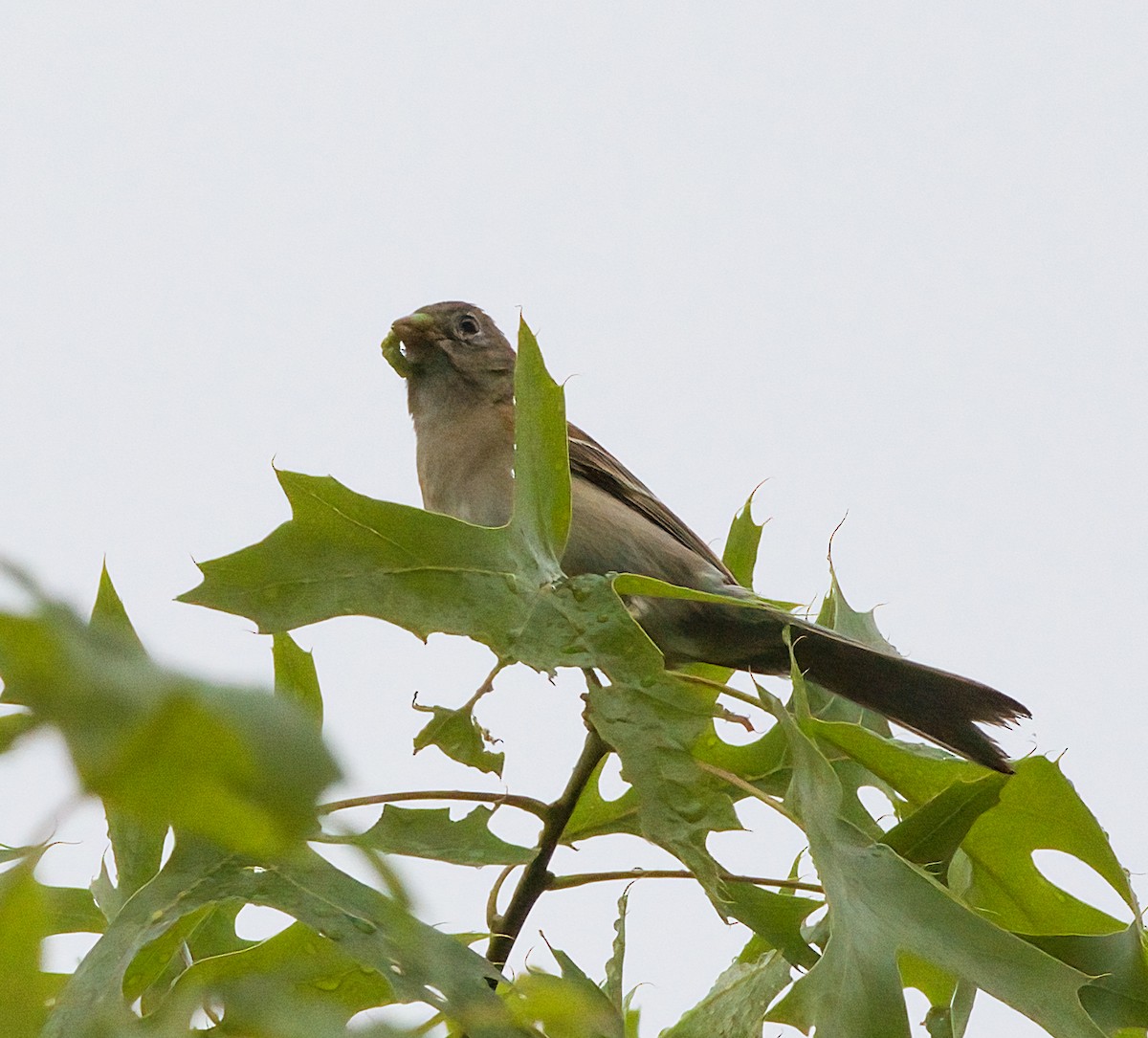 Field Sparrow - ML619700341