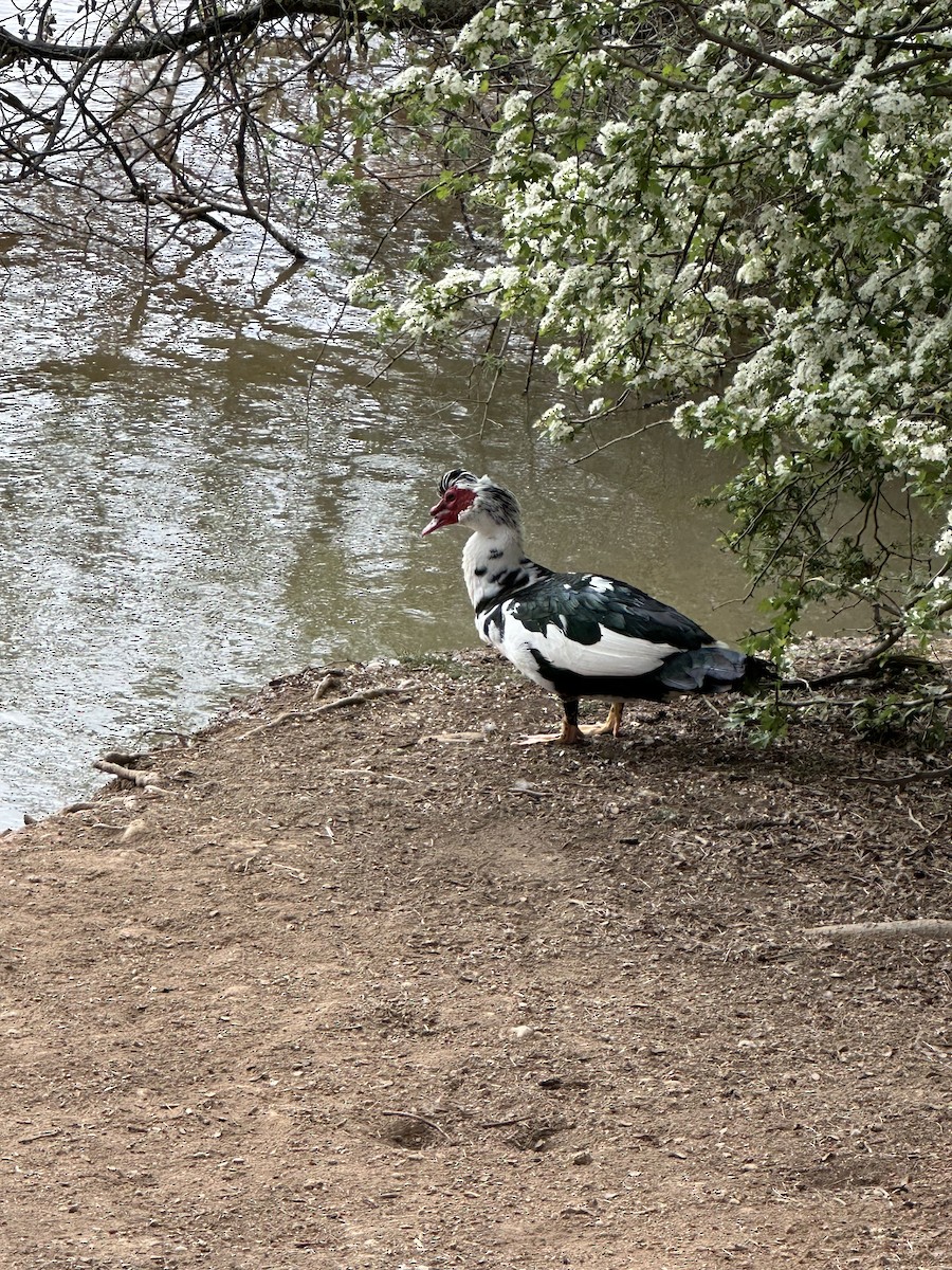Muscovy Duck (Domestic type) - ML619700360