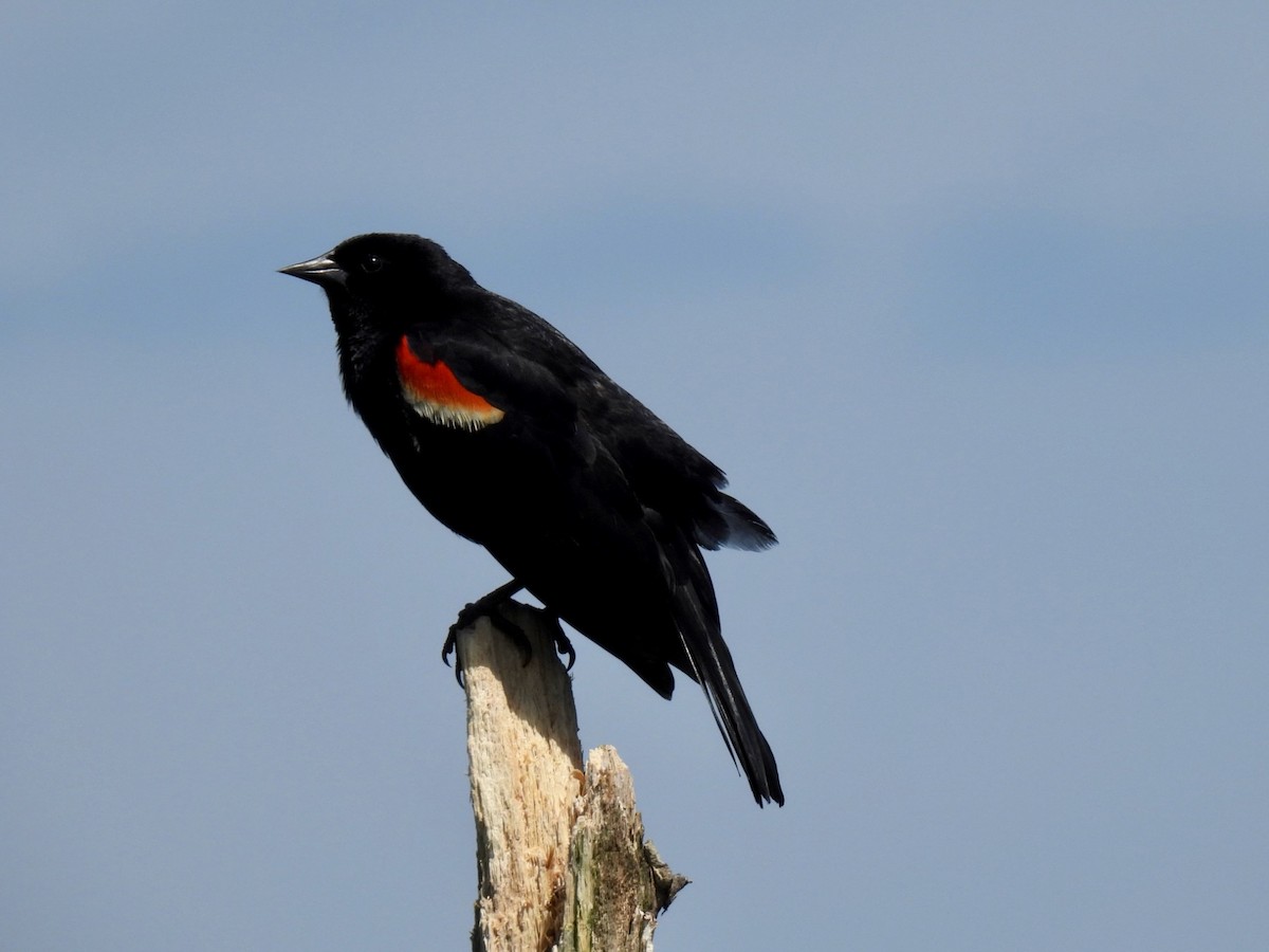 Red-winged Blackbird - ML619700370