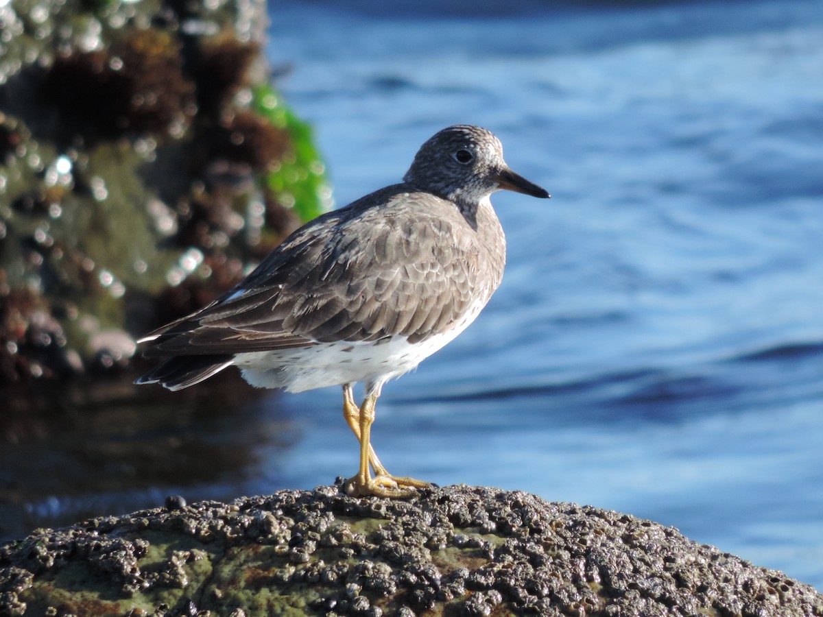 Surfbird - ML619700380