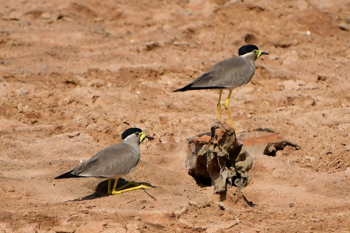 Yellow-wattled Lapwing - ML619700383