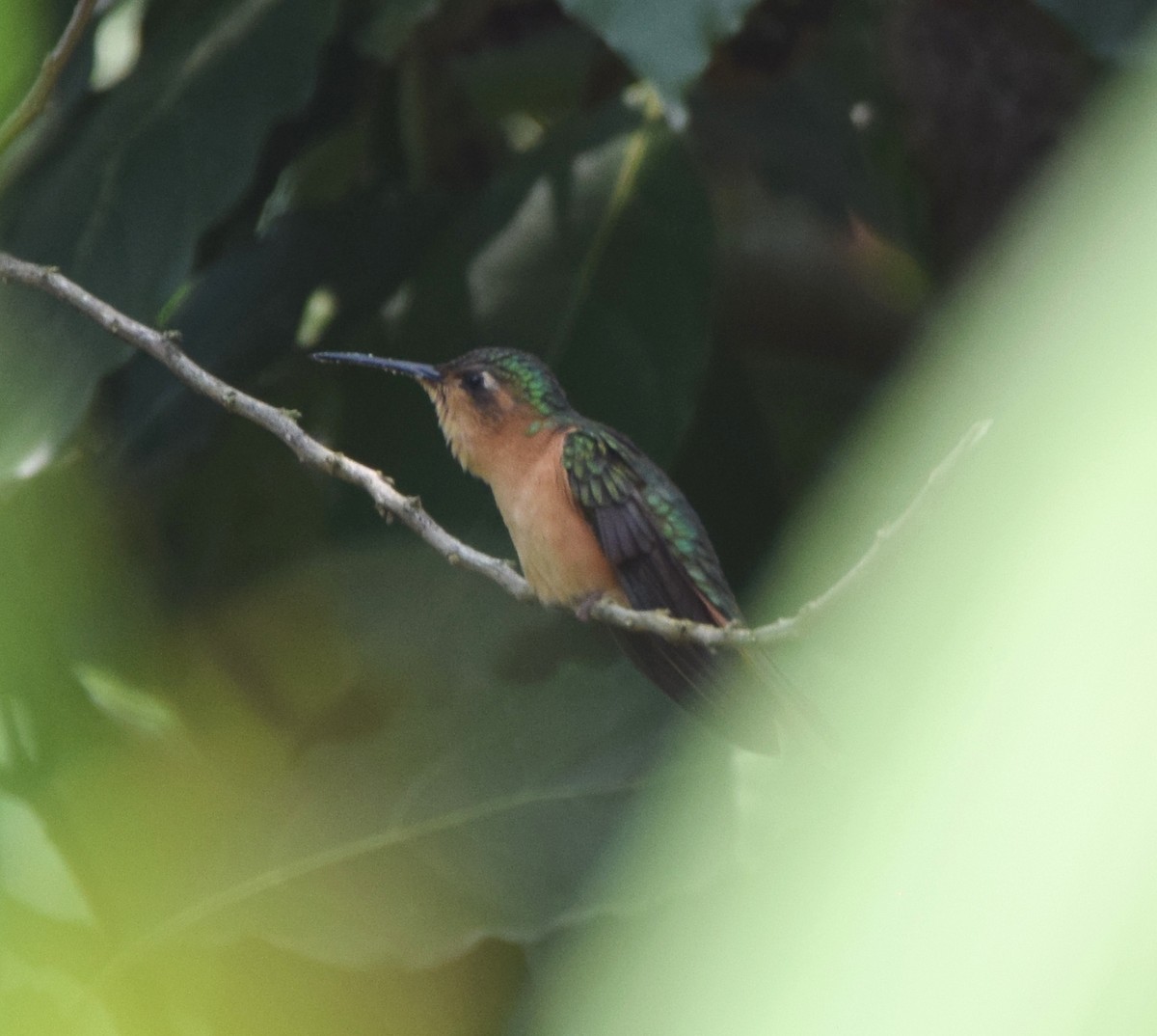 kolibřík pestroocasý - ML619700407