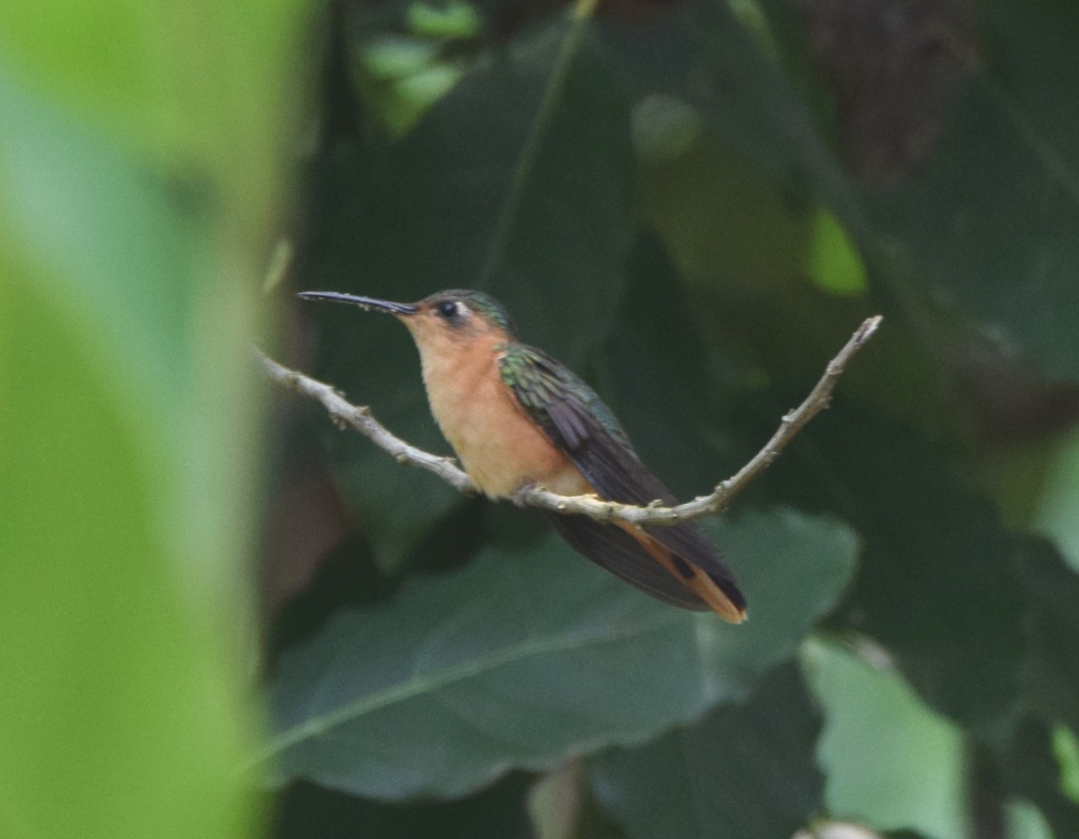 kolibřík pestroocasý - ML619700408