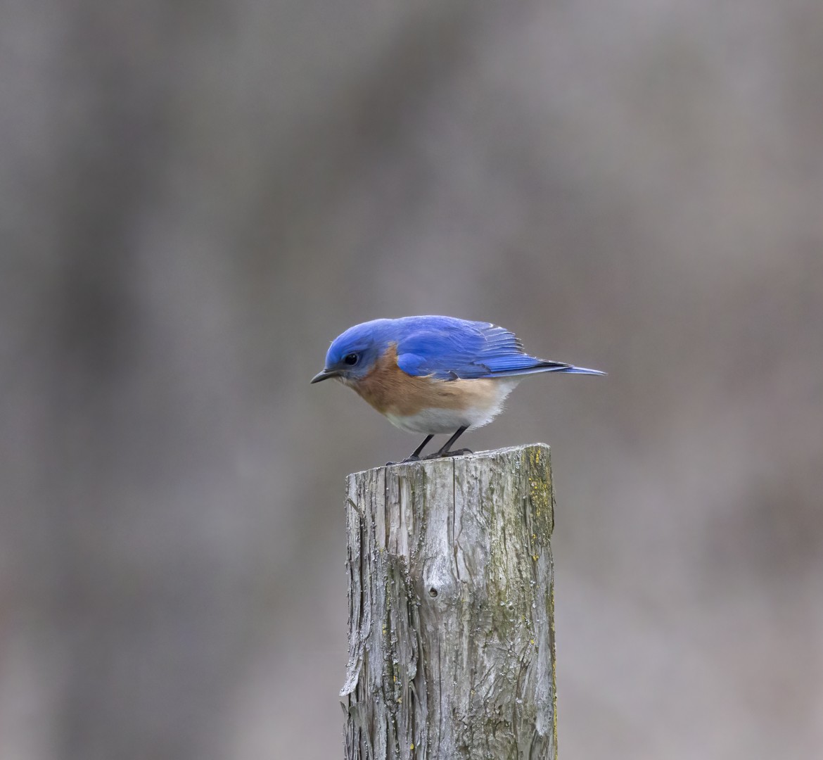 Eastern Bluebird - ML619700423