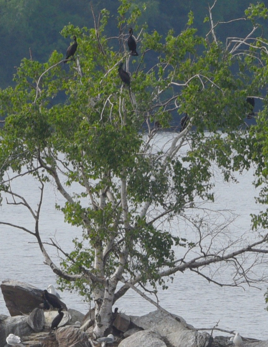 Double-crested Cormorant - ML619700449