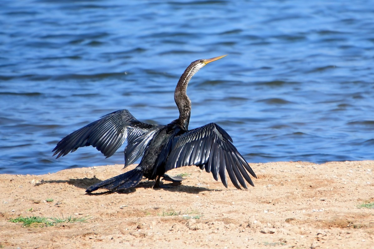 Oriental Darter - Eileen Gibney