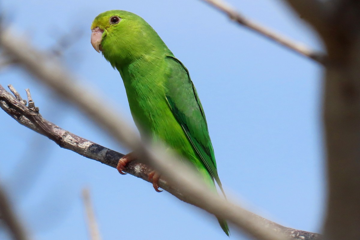 Зелёный воробьиный попугайчик - ML619700456