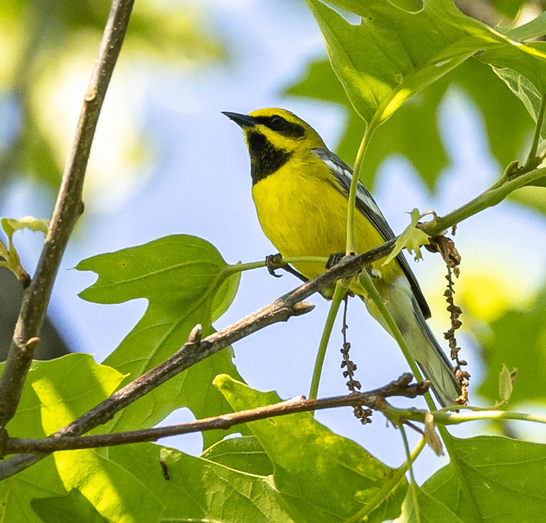 gullvingeparula x blåvingeparula (F2 backcross) - ML619700464