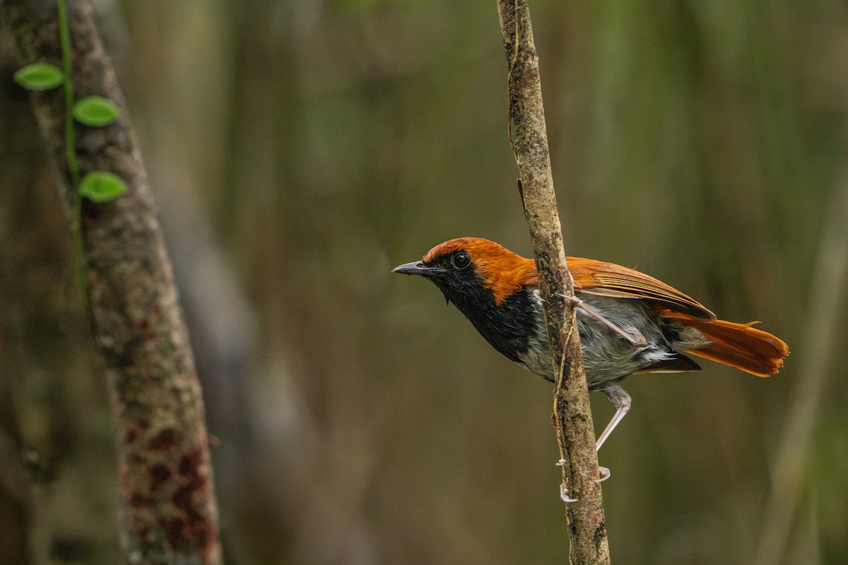 Okinawa Robin - ML619700471