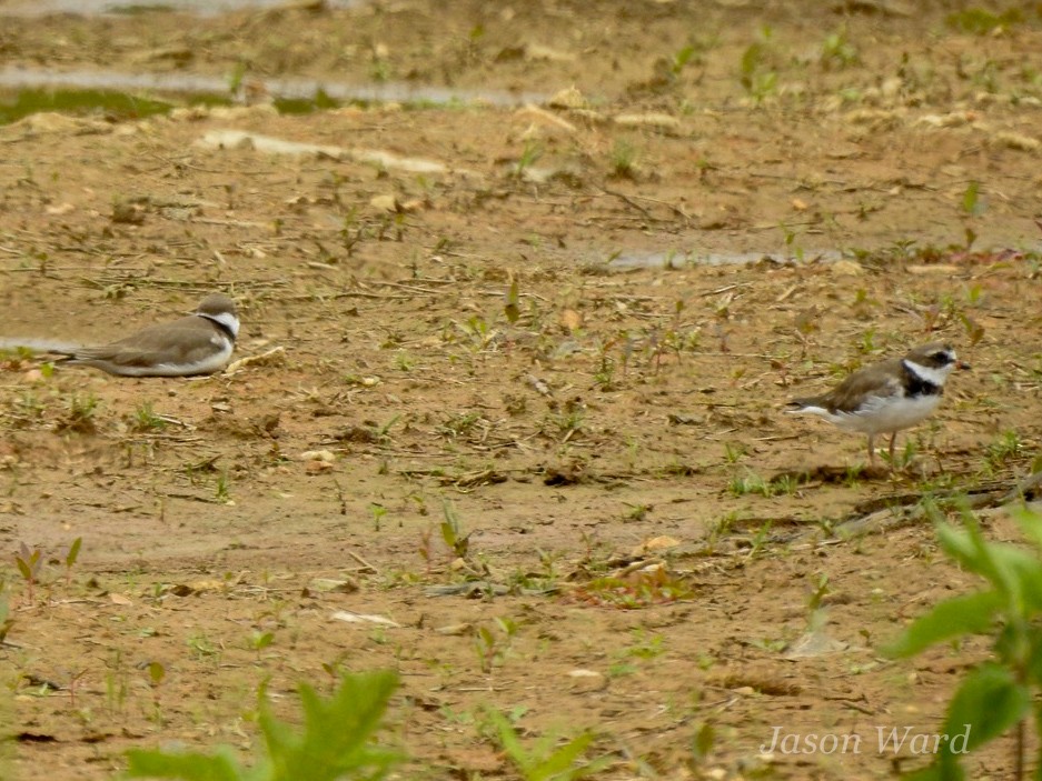 Semipalmated Plover - Jason Ward