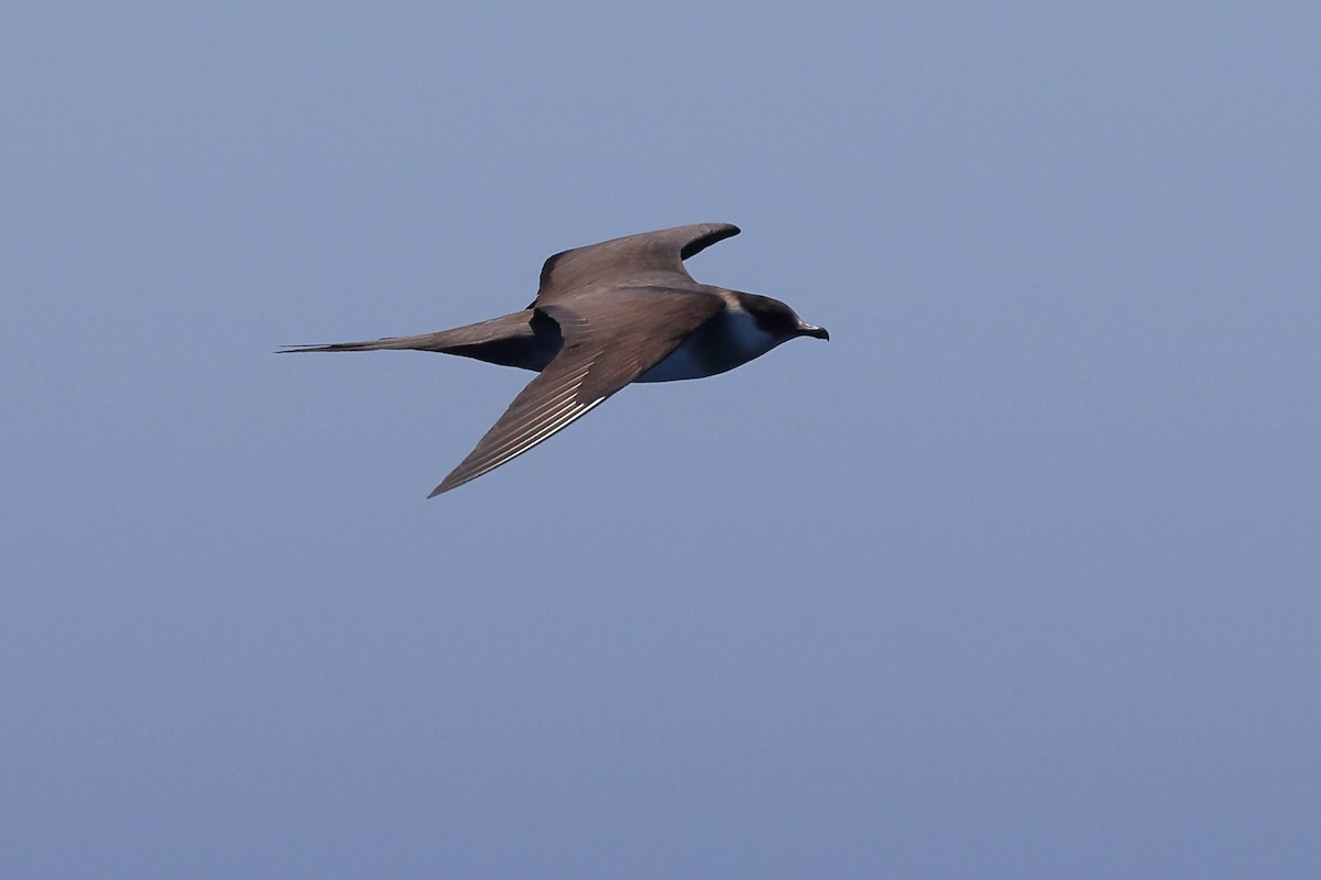 Parasitic Jaeger - ML619700506