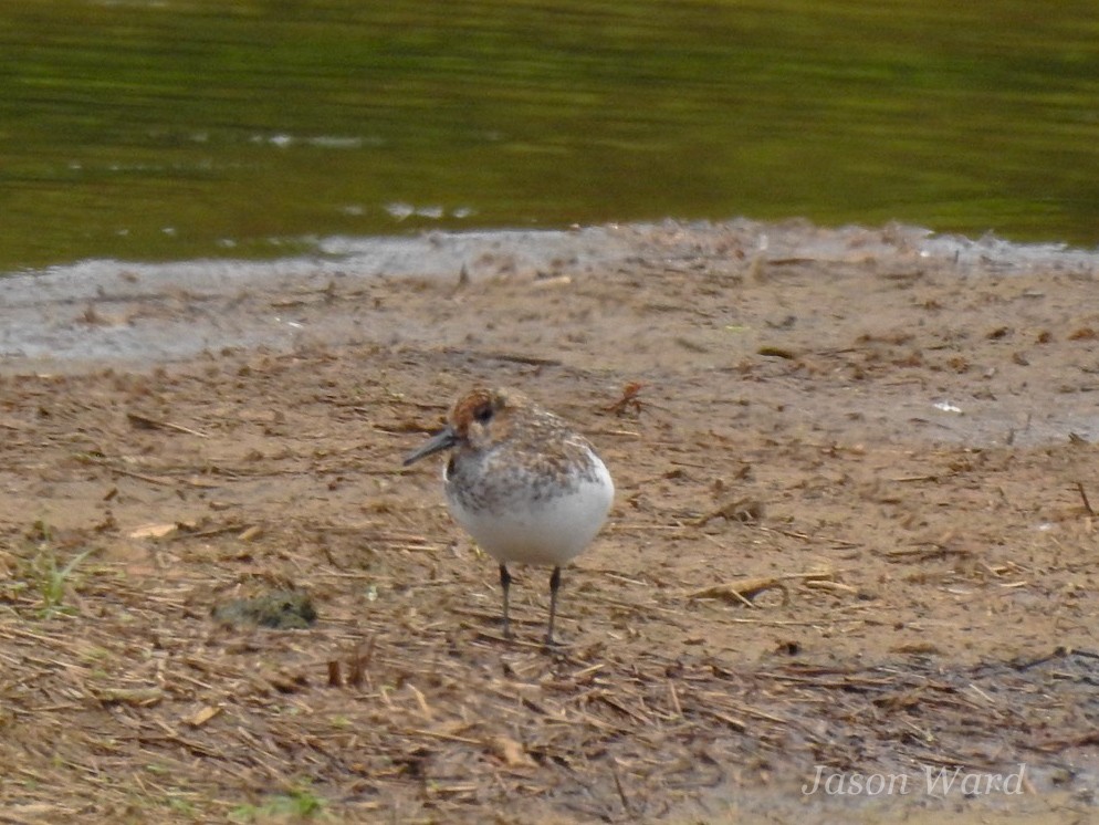 Bécasseau sanderling - ML619700509