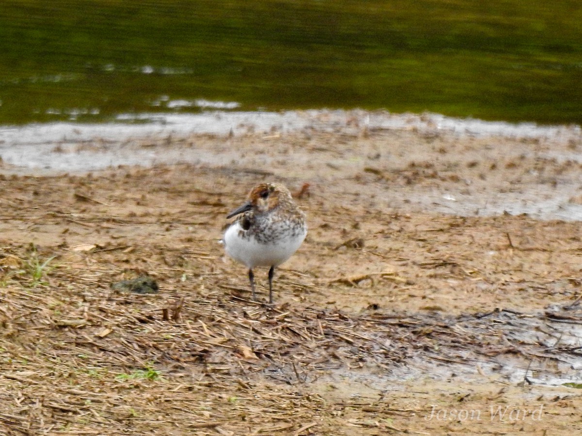 Bécasseau sanderling - ML619700510