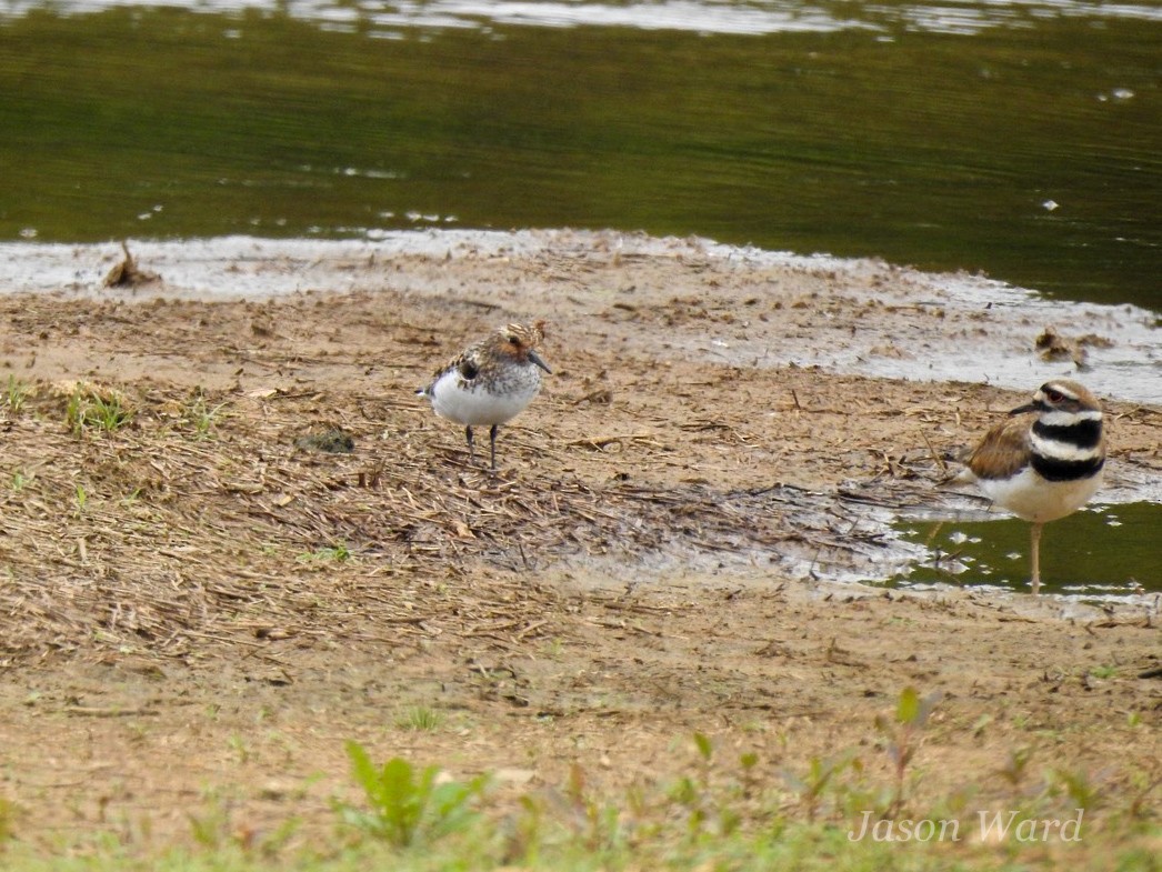 Bécasseau sanderling - ML619700511