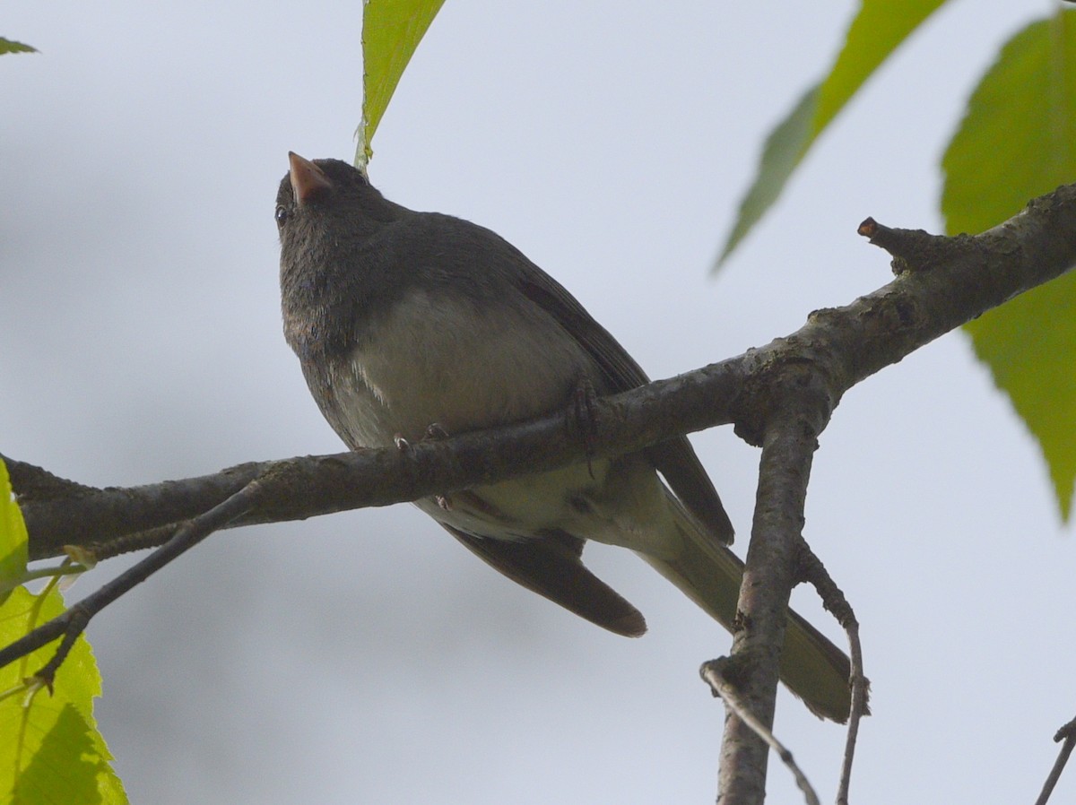 Dark-eyed Junco - ML619700520